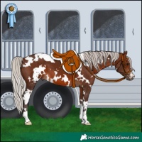 Horse Color:White Spotted Silver Brown