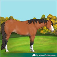 Horse Color:Unknown 
