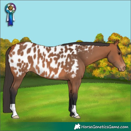Horse Color:Bay Appaloosa 