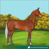 Horse Color:Silver Bay 