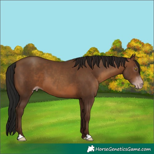 Horse Color:Gray Amber Champagne