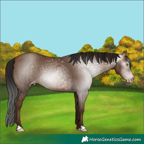 Horse Color:Gray Amber Champagne
