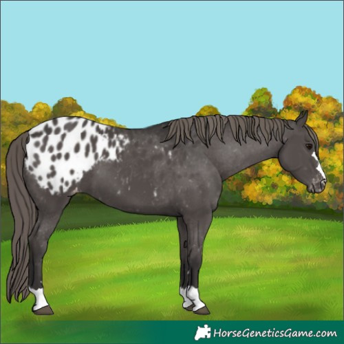 Horse Color:Smoky Black Appaloosa 