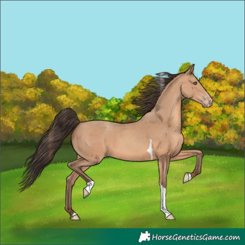 Horse Color:Amber Champagne Tobiano