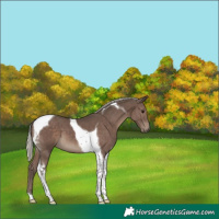 Horse Color:Silver Black Tobiano 