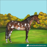 Horse Color:White Spotted Brown 