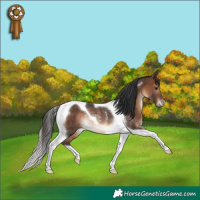 Horse Color:Brown Tobiano Rabicano