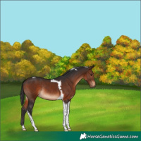Horse Color:Brown Tobiano Rabicano