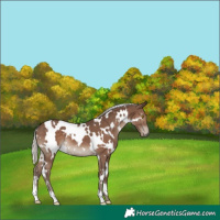 Horse Color:White Spotted Silver Black