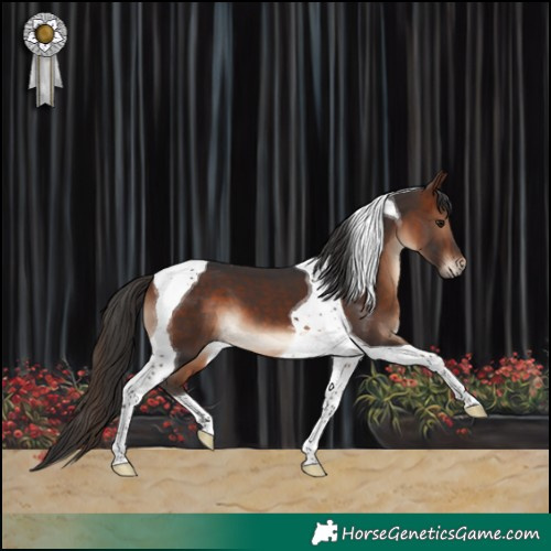 Horse Color:Brown Tobiano 