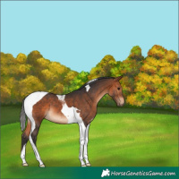 Horse Color:Bay Tobiano 