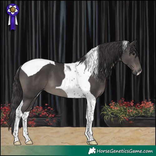 Horse Color:Smoky Black Tobiano 