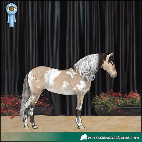 Horse Color:White Spotted Bay Dun 