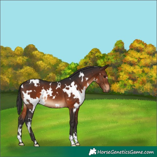 Horse Color:White Spotted Brown 