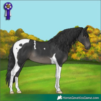 Horse Color:Black Tobiano 