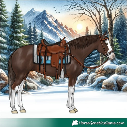 Horse Color:Liver Chestnut Splash 