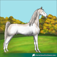 Horse Color:Chocolate Palomino Pearl Sabino Frame 