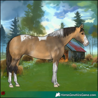 Horse Color:Buckskin Sabino Tobiano Rabicano