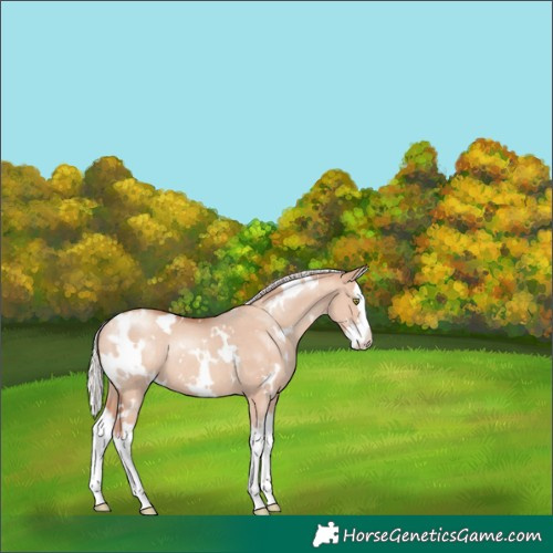 Horse Color:White Spotted Silver Sable Champagne Dun Splash Appaloosa Rabicano 