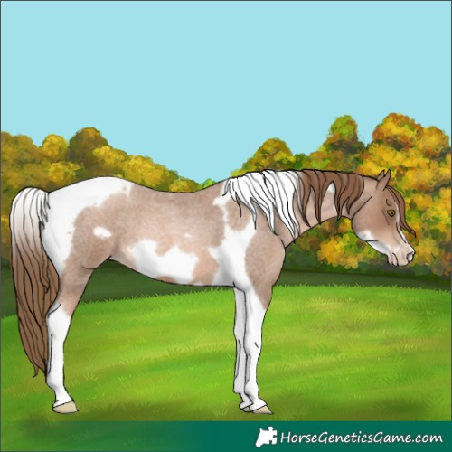 Horse Color:Liver Red Roan Pearl Tobiano Frame 