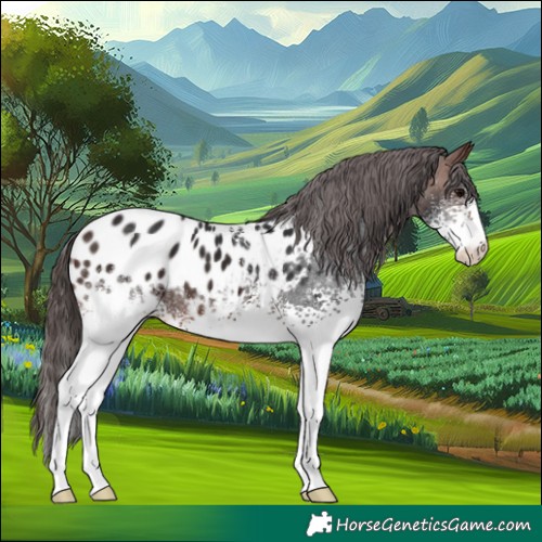 Horse Color:White Spotted Brown Appaloosa 