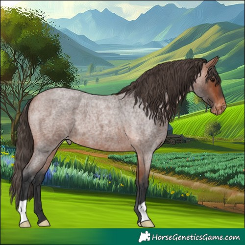 Horse Color:Bay Roan Appaloosa 