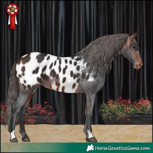 Horse Color:Bay Appaloosa 