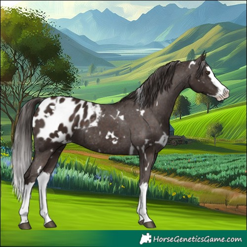 Horse Color:White Spotted Liver Chestnut Splash Appaloosa 