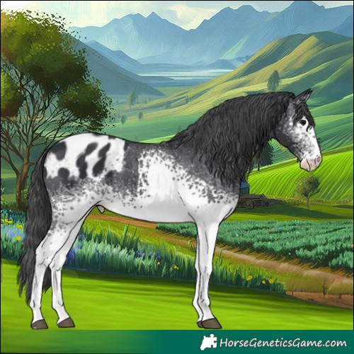 Horse Color:White Spotted Black Appaloosa 