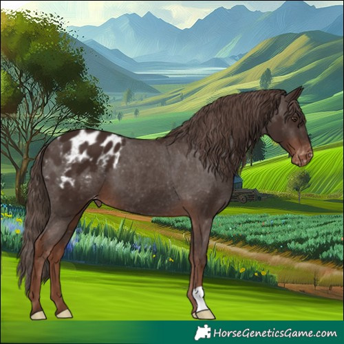Horse Color:Liver Chestnut Appaloosa 