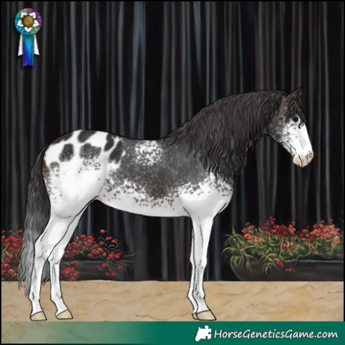 Horse Color:White Spotted Brown Blanket 