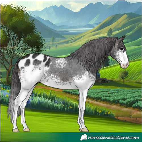 Horse Color:White Spotted Brown Appaloosa 