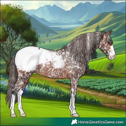 Horse Color:Bay Appaloosa 