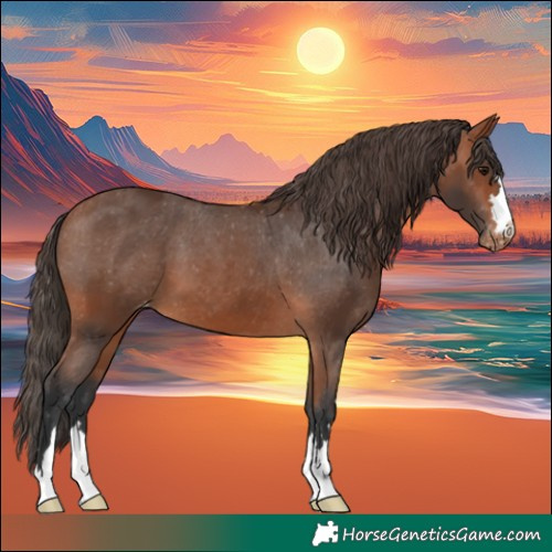 Horse Color:Bay Appaloosa 
