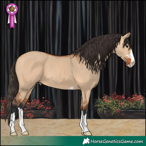 Horse Color:Bay Dun 