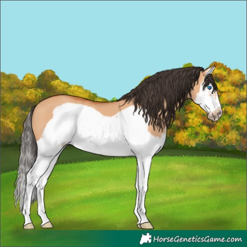 Horse Color:Bay Dun Splash Frame