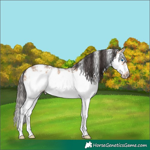 Horse Color:Bay Dun Sabino Splash Frame Rabicano 