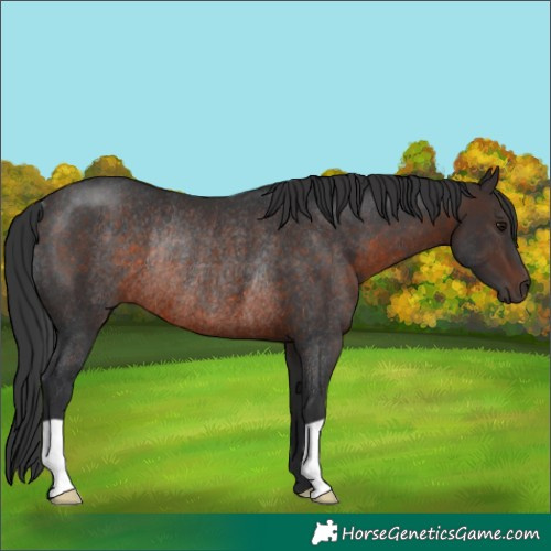 Horse Color:Brown Rabicano 