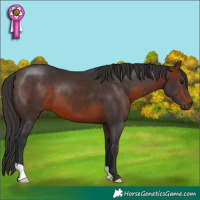 Horse Color:Bay 