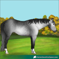 Horse Color:Gray Brown Rabicano