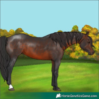 Horse Color:Brown