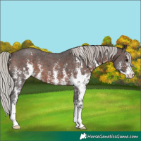 Horse Color:Silver Brown Sabino
