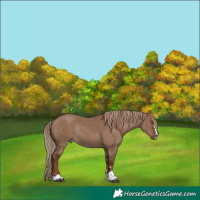 Horse Color:Liver Red Dun Rabicano 