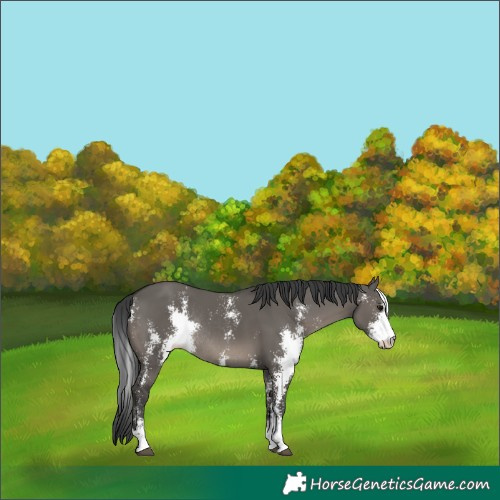 Horse Color:Grullo Sabino Rabicano 