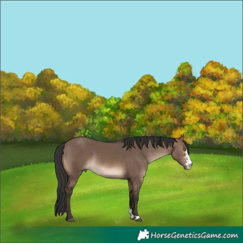 Horse Color:Brown Dun Sabino Rabicano 