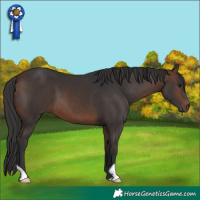 Horse Color:Brown 