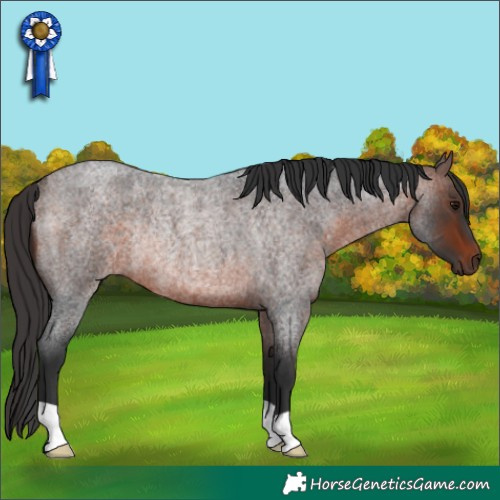 Horse Color:Brown Roan Rabicano 