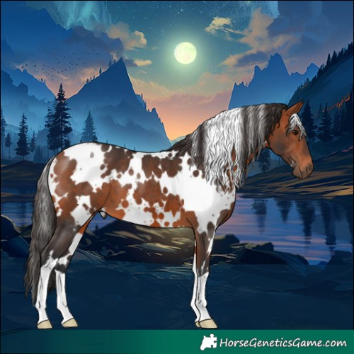 Horse Color:White Spotted Bay 