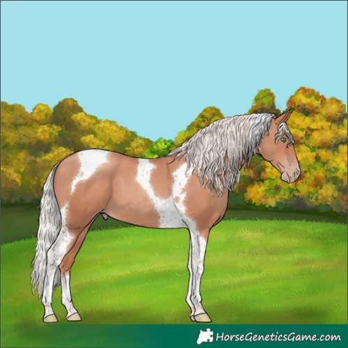 Horse Color:Silver Sable Champagne Tobiano