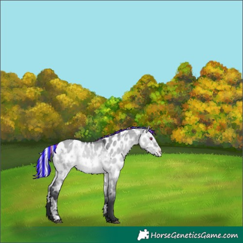 Horse Color:Painted Silver Brown Chinchilla Ice Dun Appaloosa